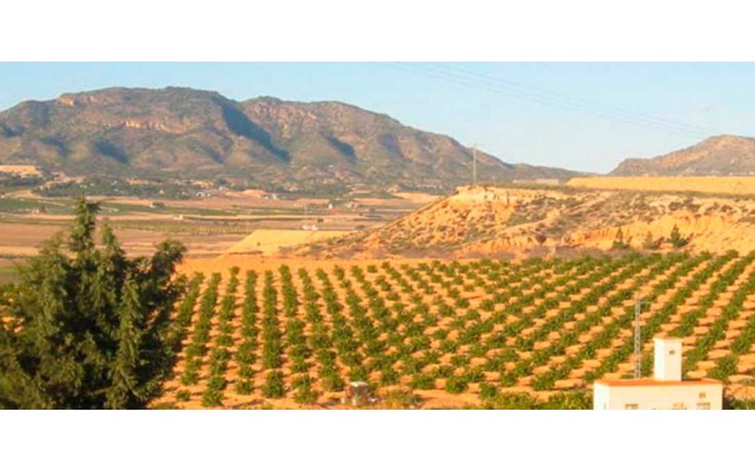 Revente - plot - Torre Pacheco