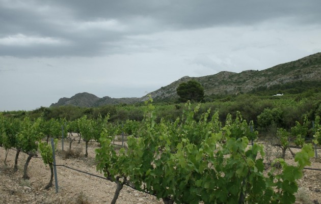 New Build - Villa - Yecla